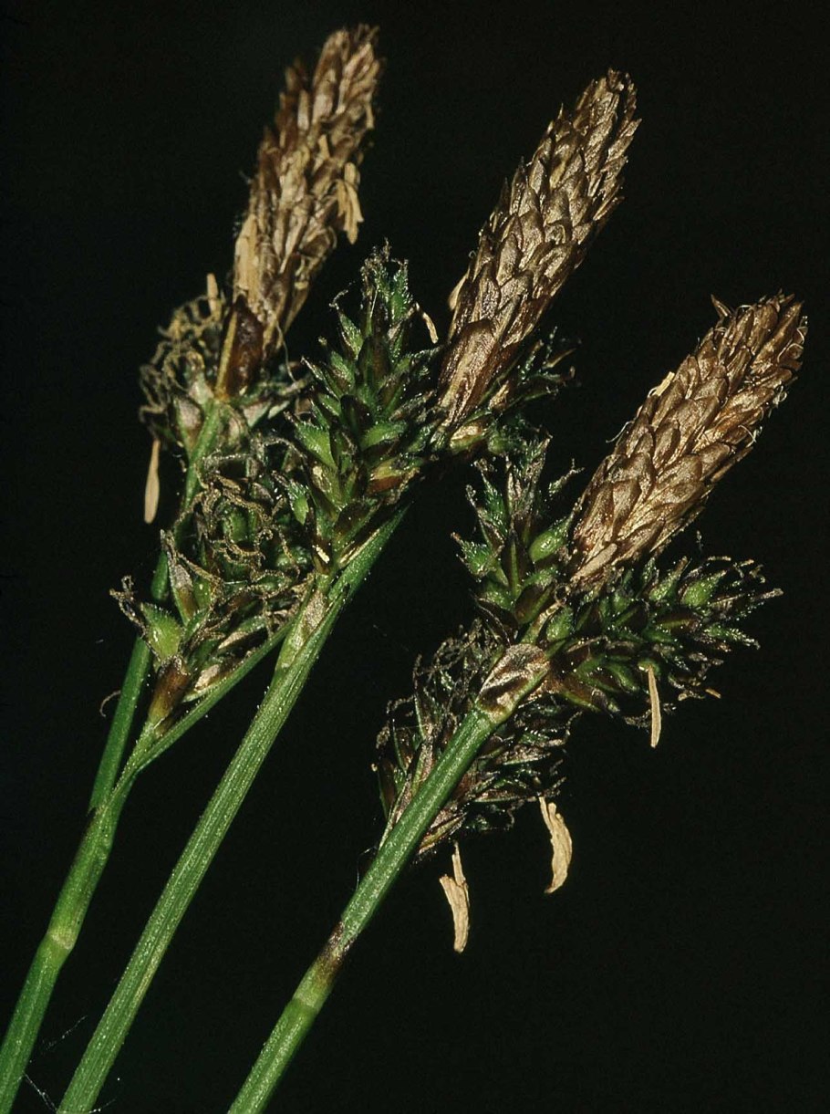 Меч-трава обыкновенная - Cladium mariscus