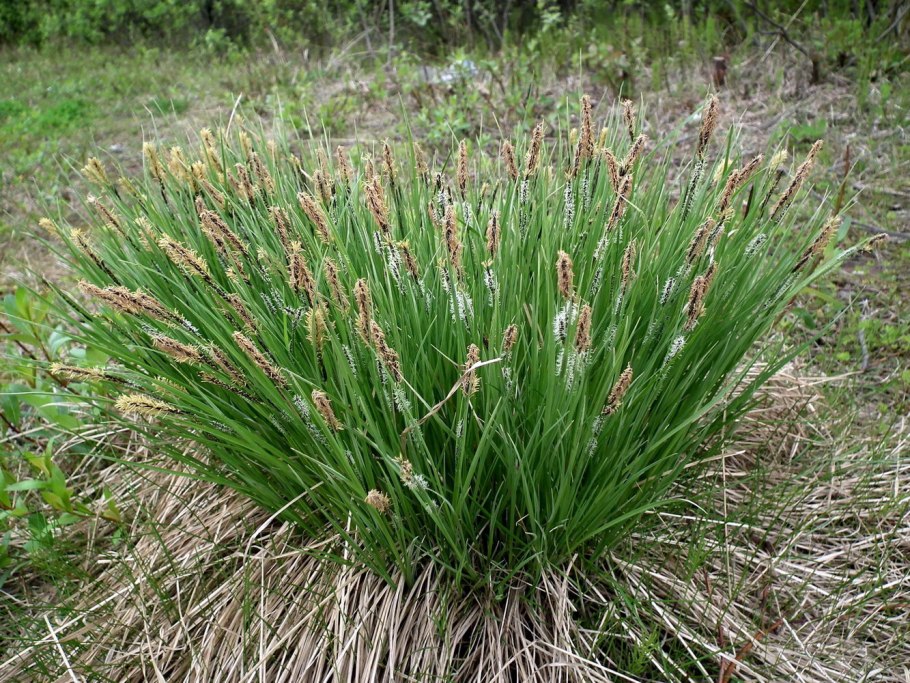 Осока дернистая Carex cespitosa