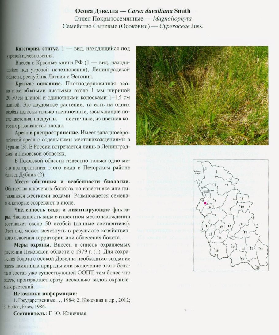 , Carex digitata l. - Осока пальчатая