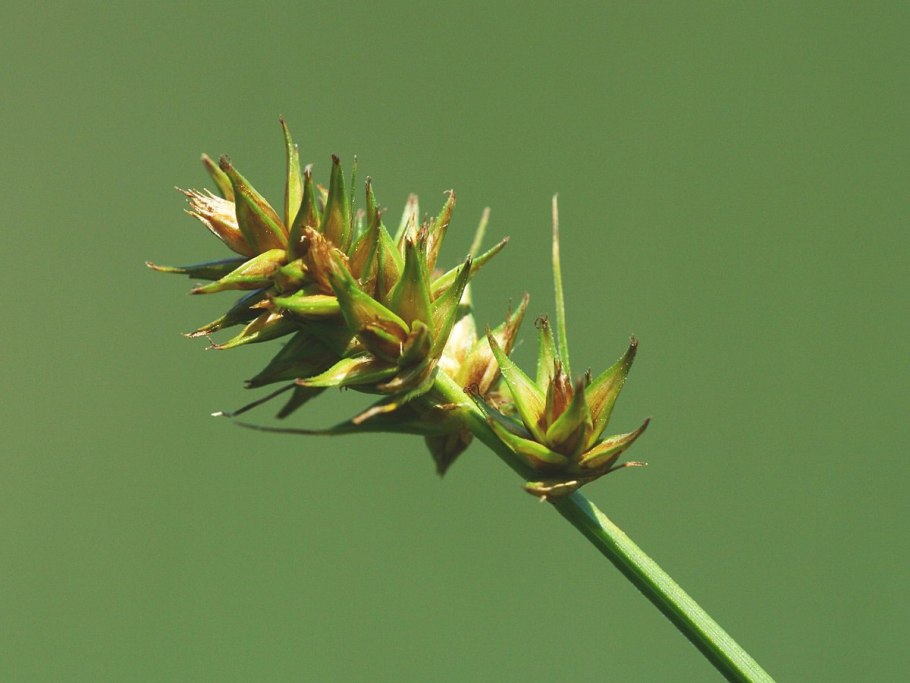 Осока острая (Carex acuta)