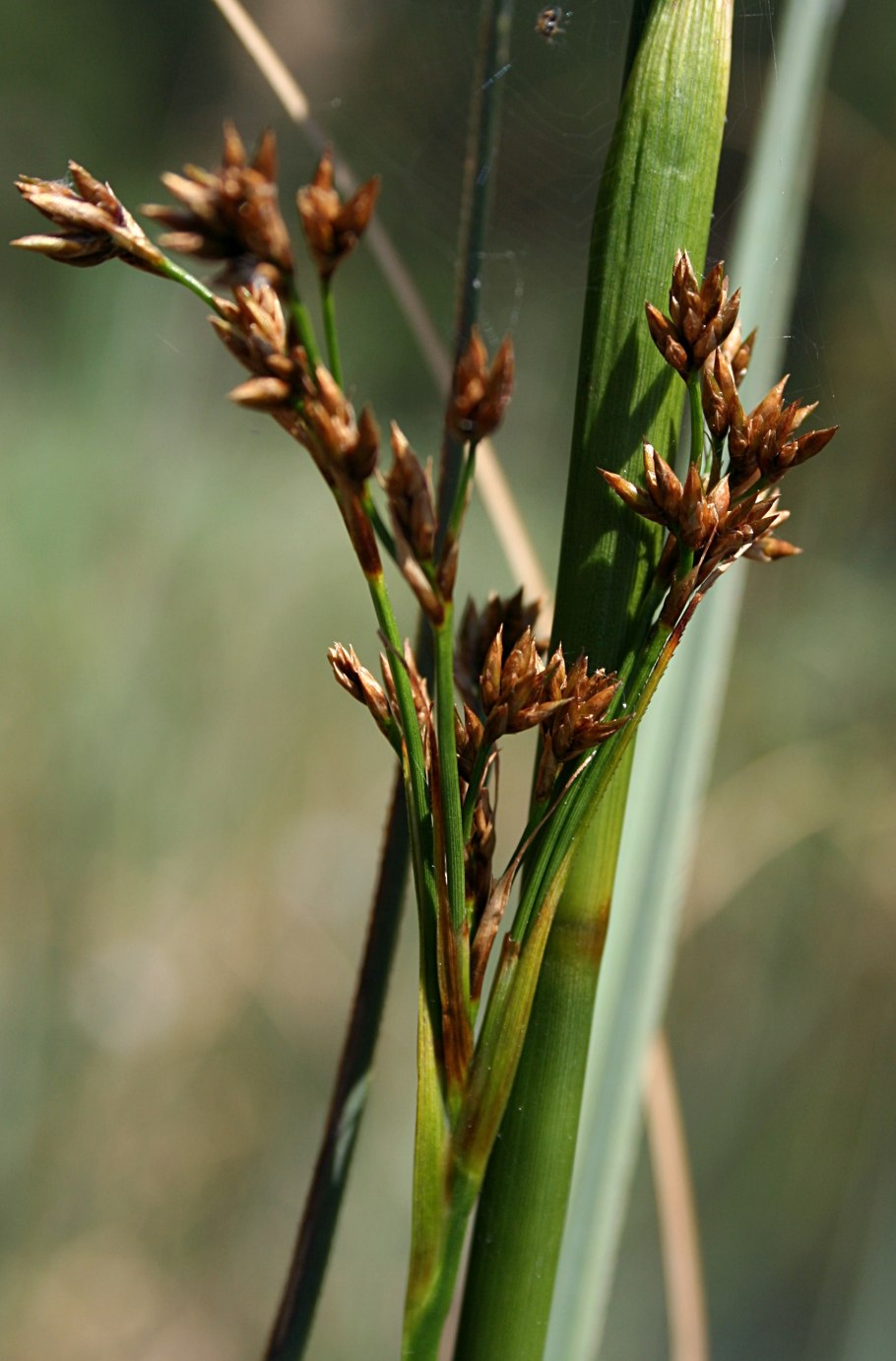 Меч-трава обыкновенная - cladium mariscus
