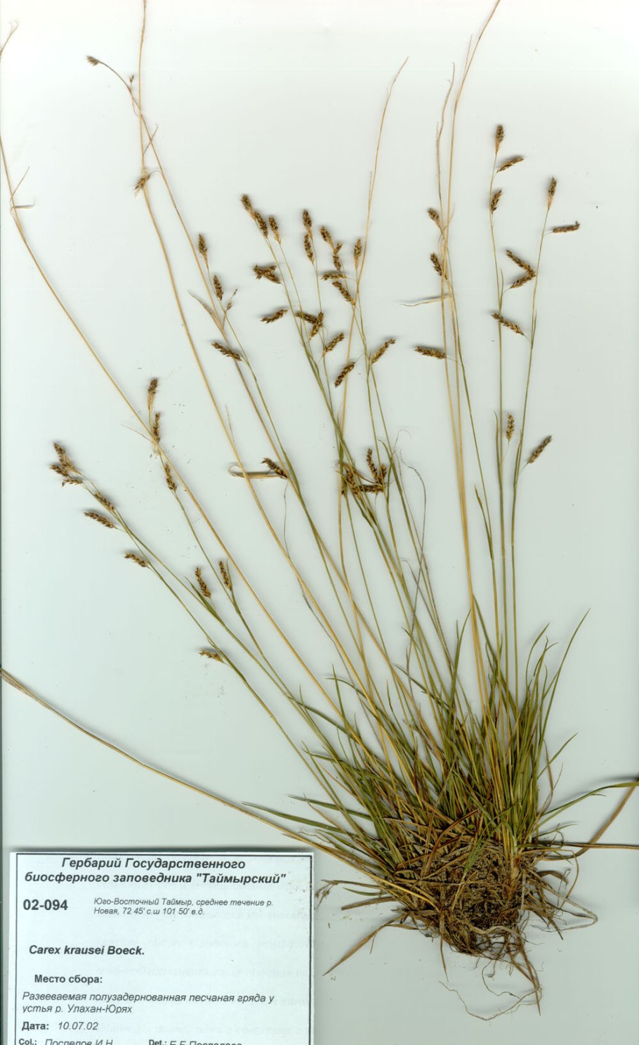 Carex digitata