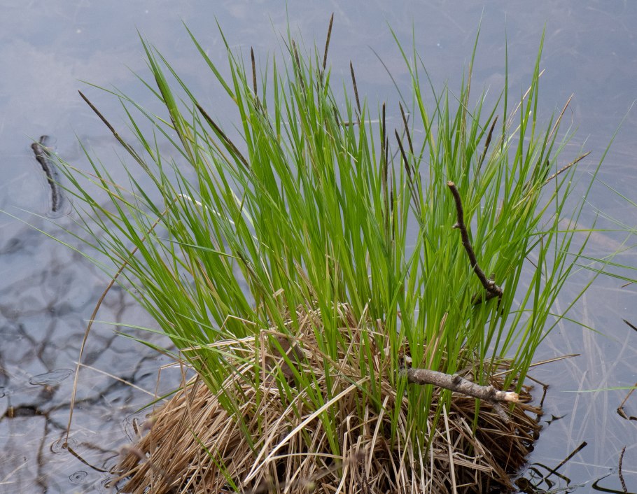 Осока двудомная Carex dioica l.