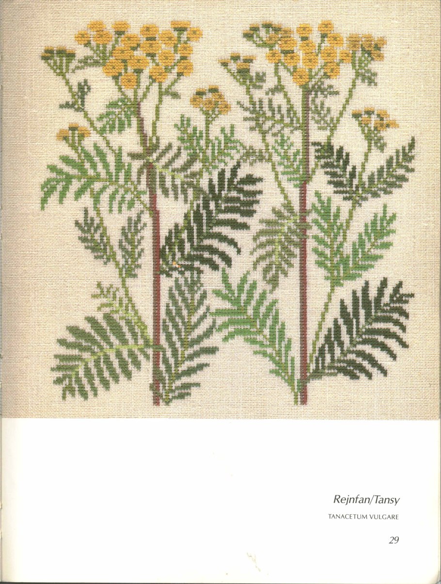 Пижма обыкновенная - Tanacetum vulgare гербарий