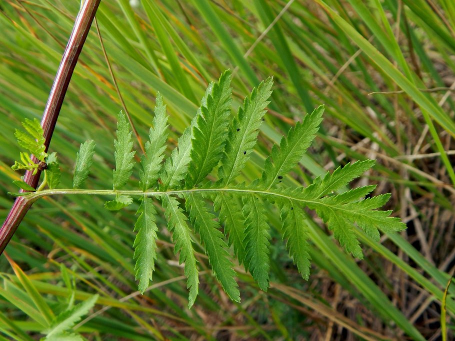 Пижма обыкновенная на белом фоне