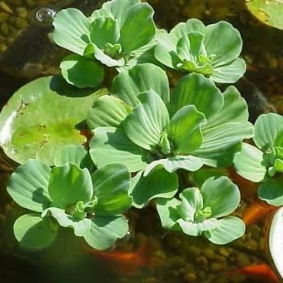 Пистия в Амазонке