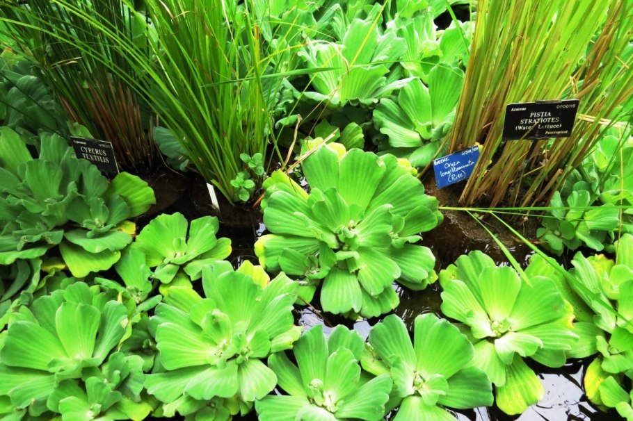 Пистия аквариумное цветет?