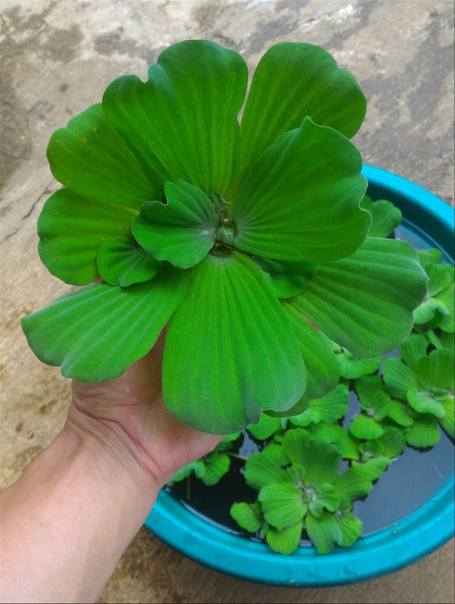 Пистия телорезовидная Pistia Stratiotes