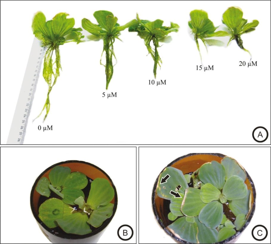 Аквариумное растение пистия начала гнить с листьев