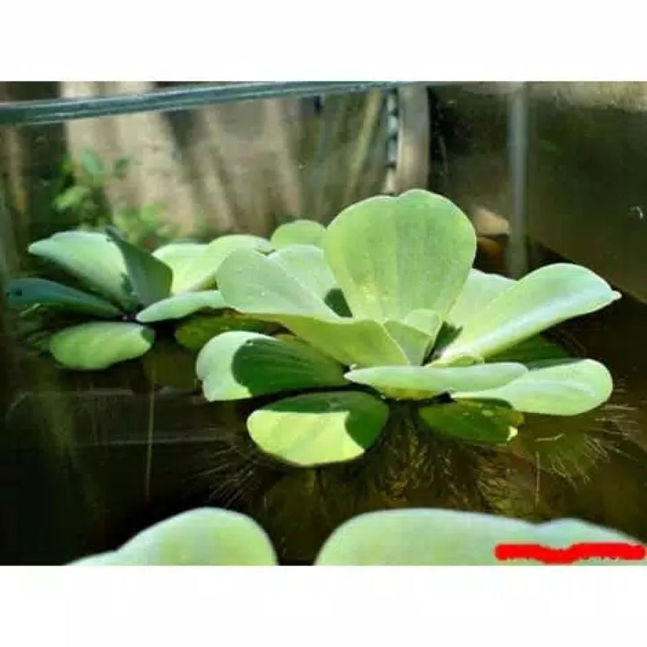 Пистия цветет