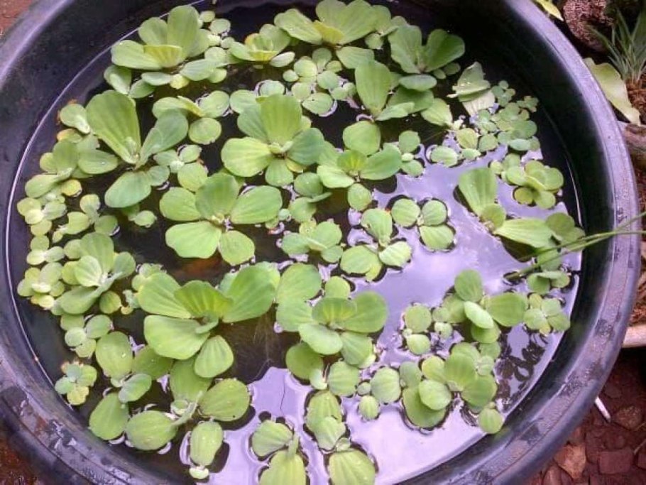 Семена пистия и размножение