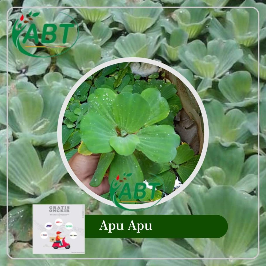 Пистия слоистая