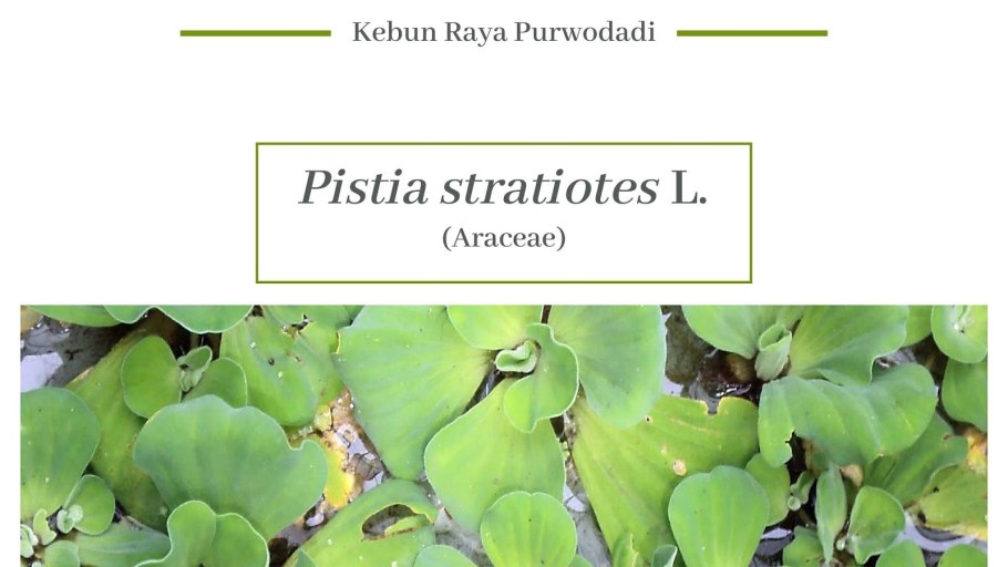 Пистия Прудовое растение