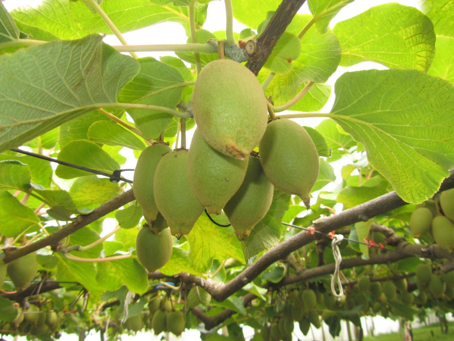 Актинидия джиральда туземка