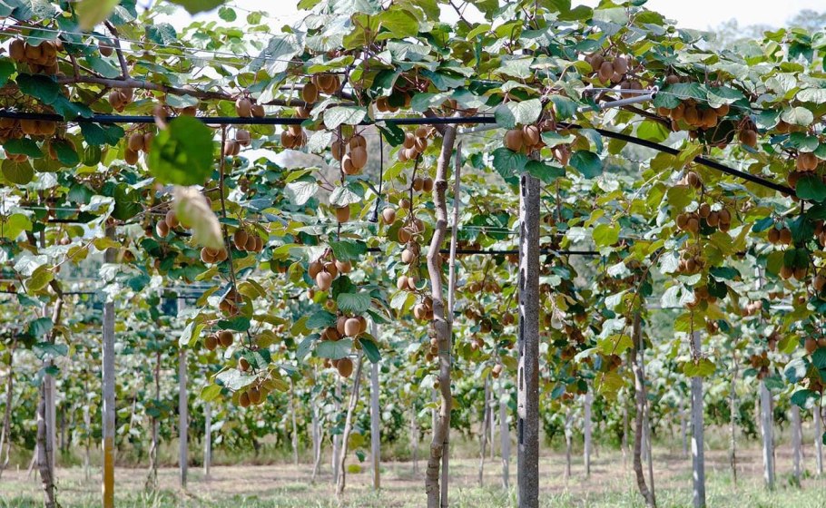 Актинидия раскраска