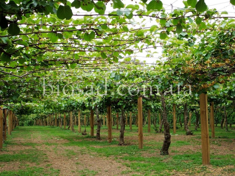 Актинидия для похудения