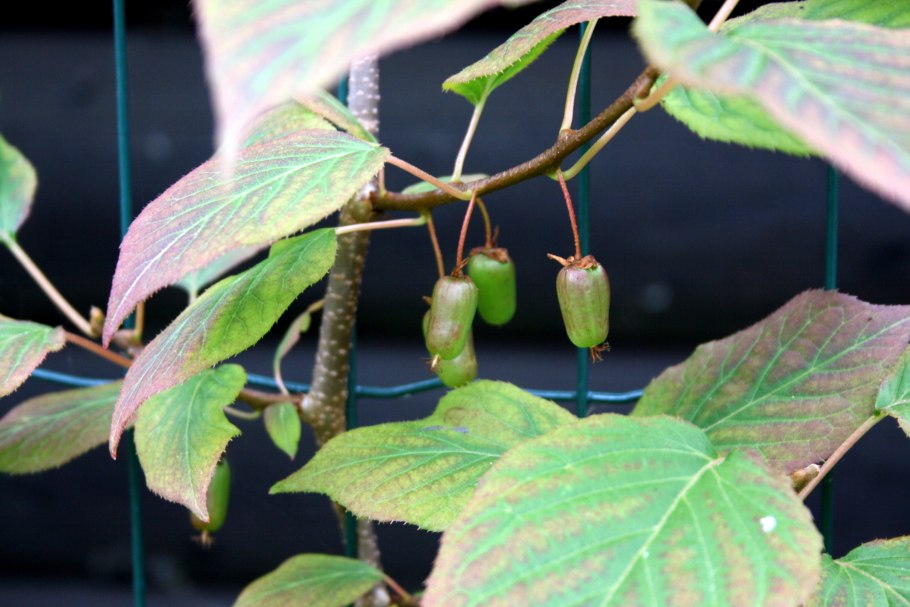 Актинидия коломикта цветение