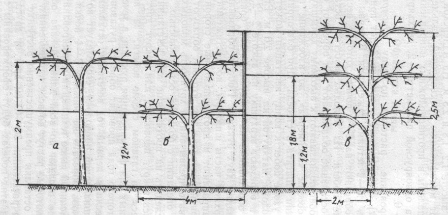 Актинидия остролистная (аргута) Weiki