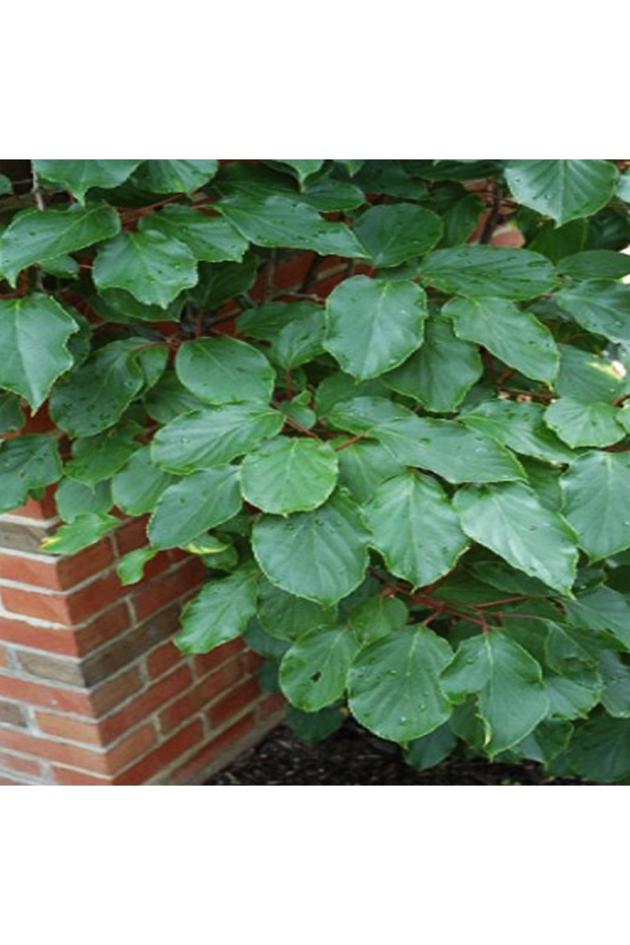 Актинидия коломикта адам