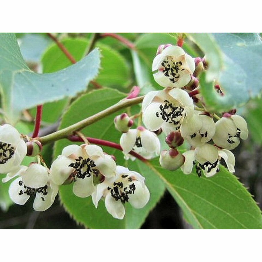 Актинидия аргута Weiki