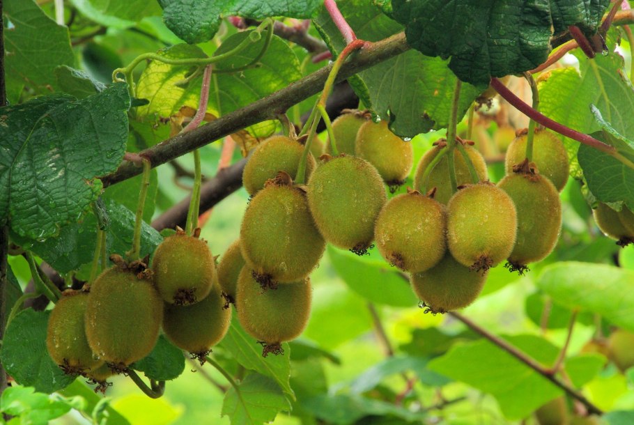 Актинидия коломикта