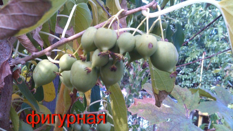 Актинидия коломикта