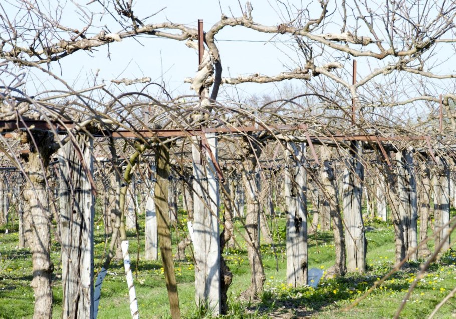 Актинидия аргута Киевская