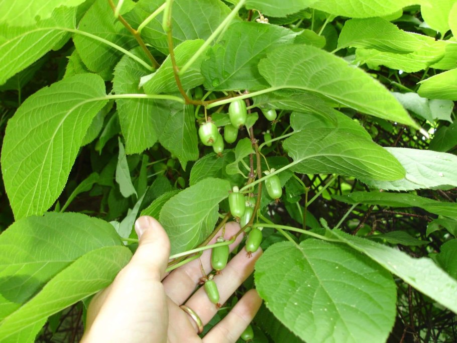 Актинидия коломикта на перголе