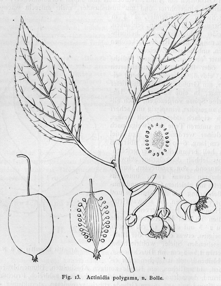 Актинидия аргута Ананасная (Ananasnaya)