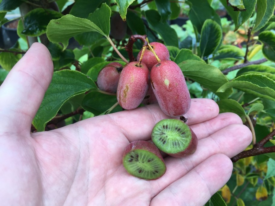 Актинидия аргута Таежный дар