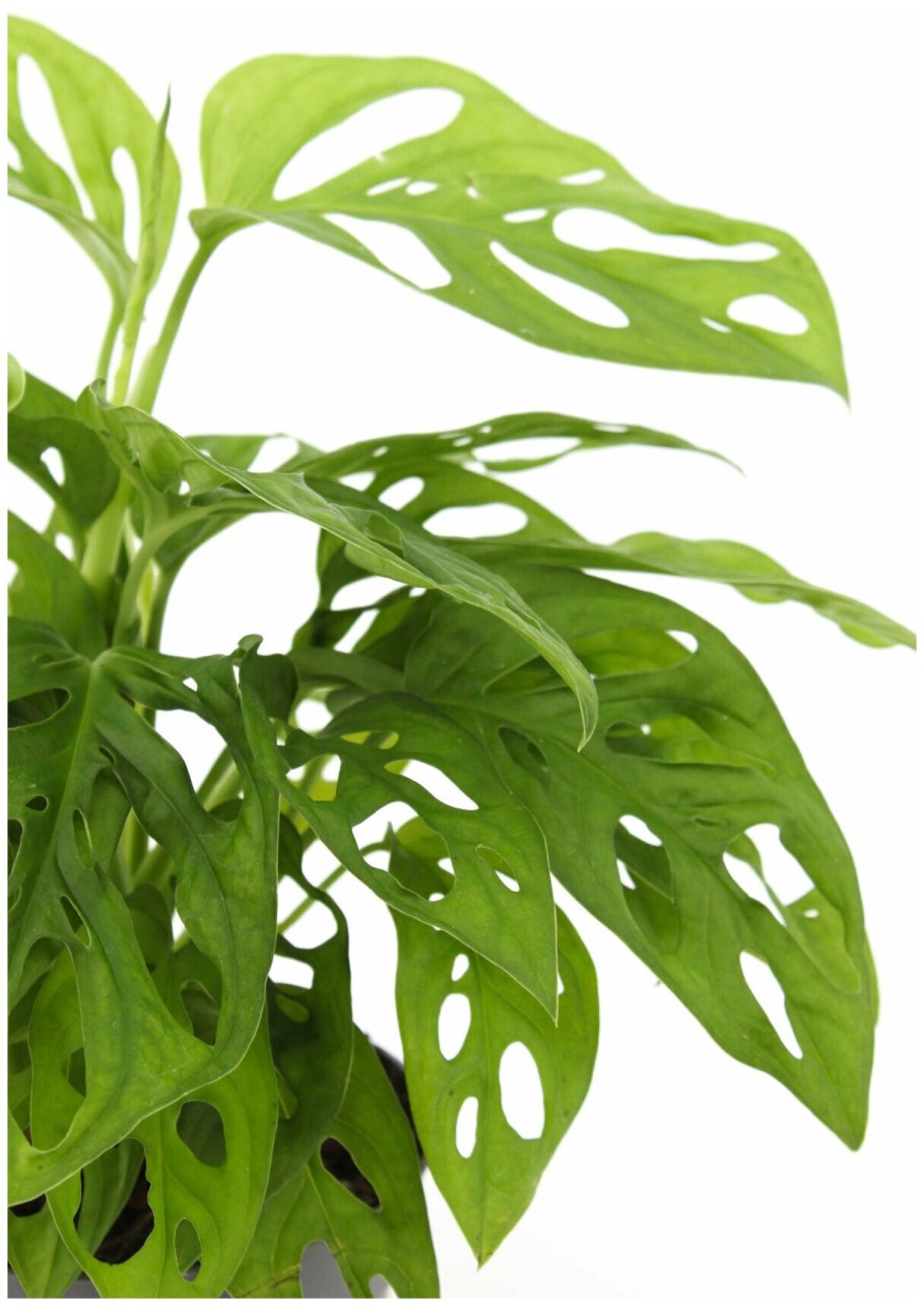Монстера Адансона Monstera adansonii