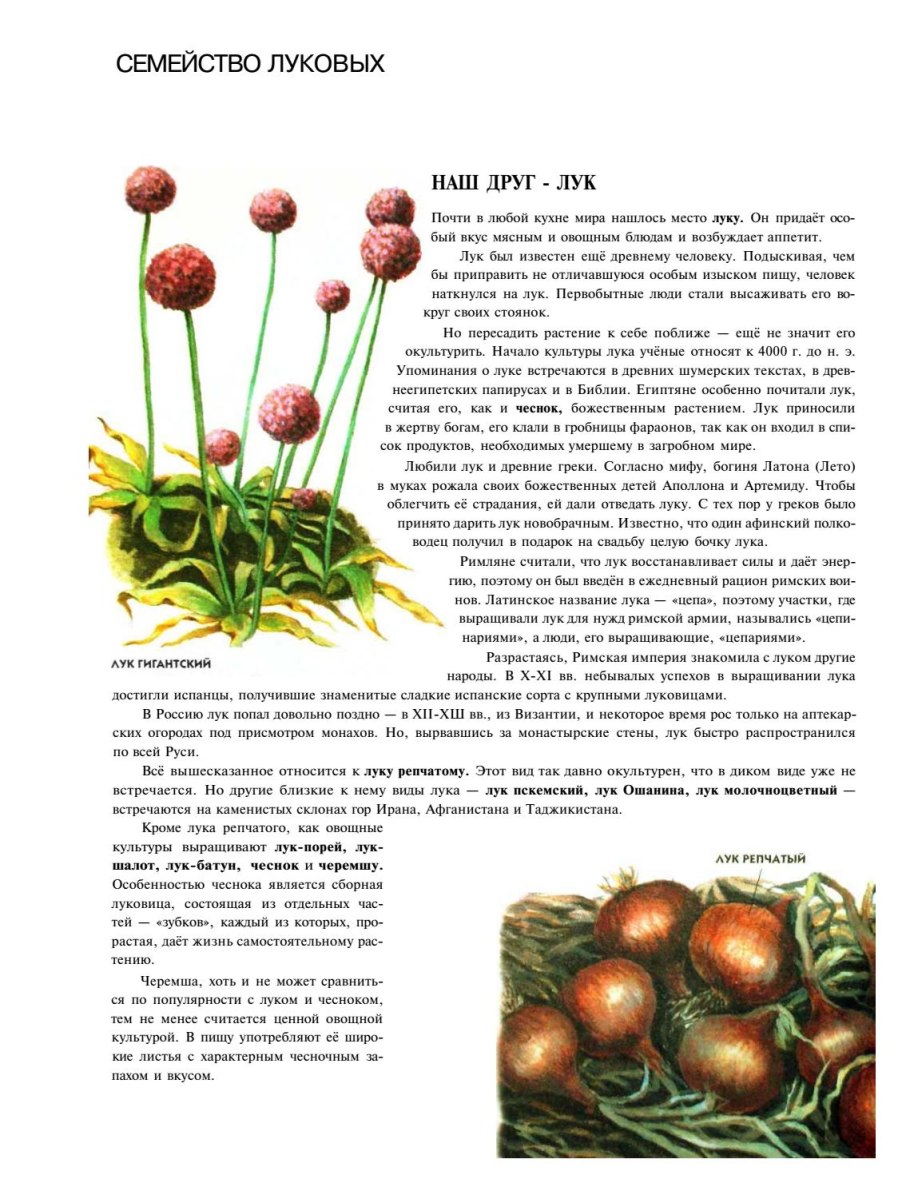 Луковые Однодольные растения строение