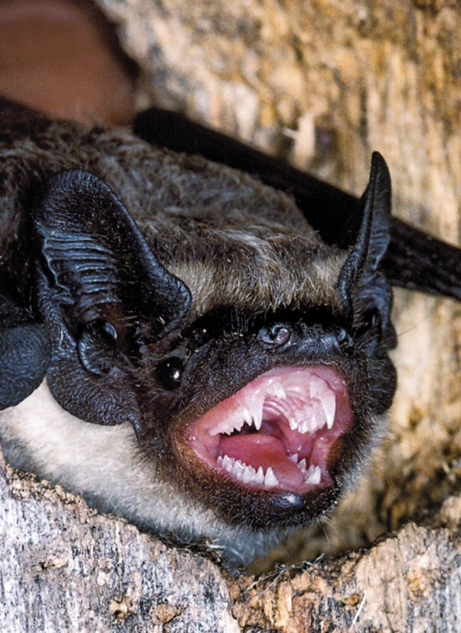 Крестоцветные растения