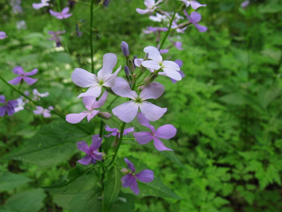 Hesperis matronalis гербарий