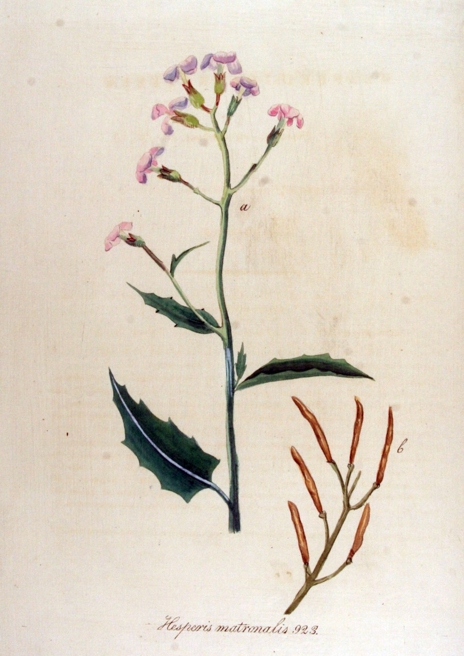 Hesperis sibirica