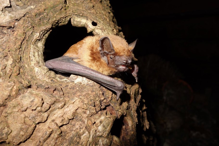 Животное из красной книги Кировской области