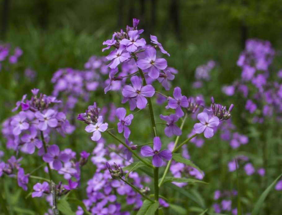Таиландская летучая мышь-Шмель