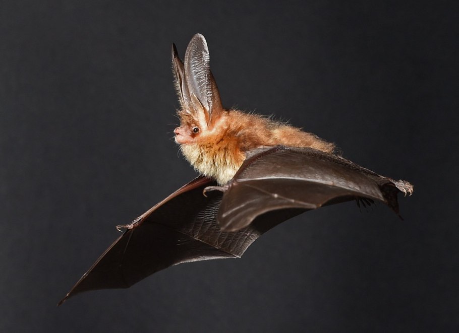Бурый ушан летучая мышь