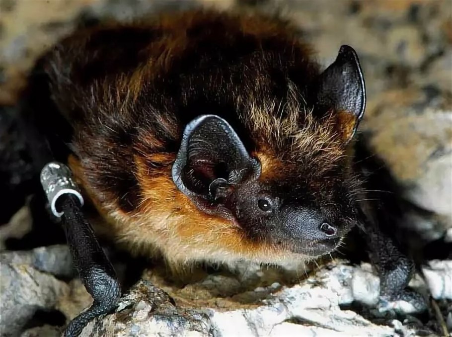 Вечерница плод