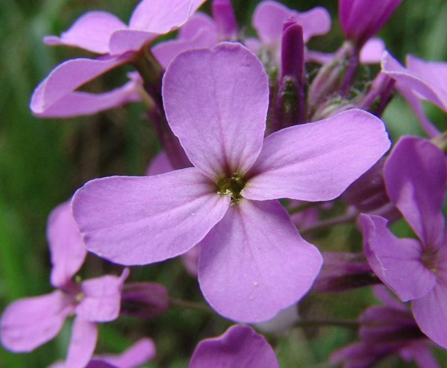 Вечерница летучая мышь