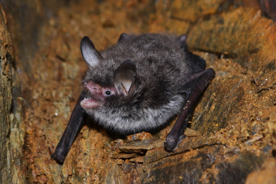 Нетопырь Натузиуса