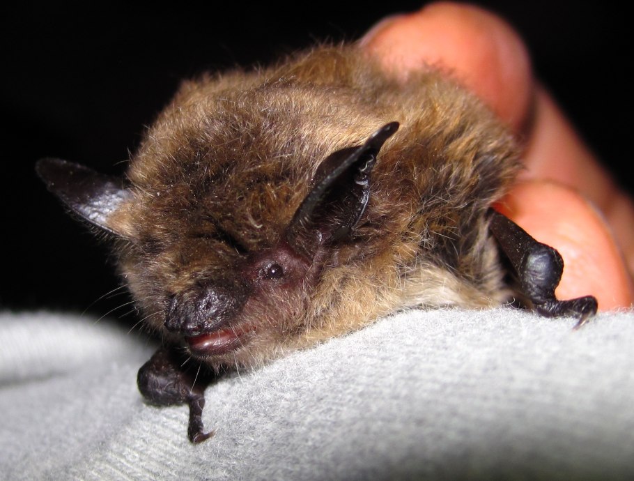 Hesperis pycnotricha