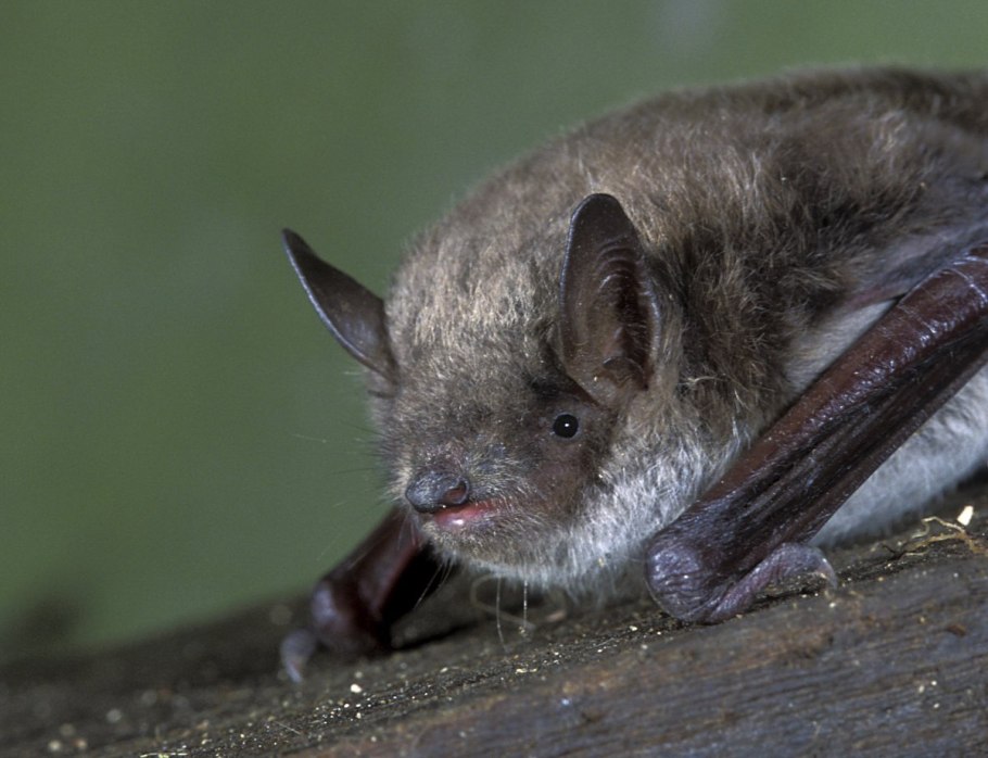 Летучая мышь Прудовая ночница