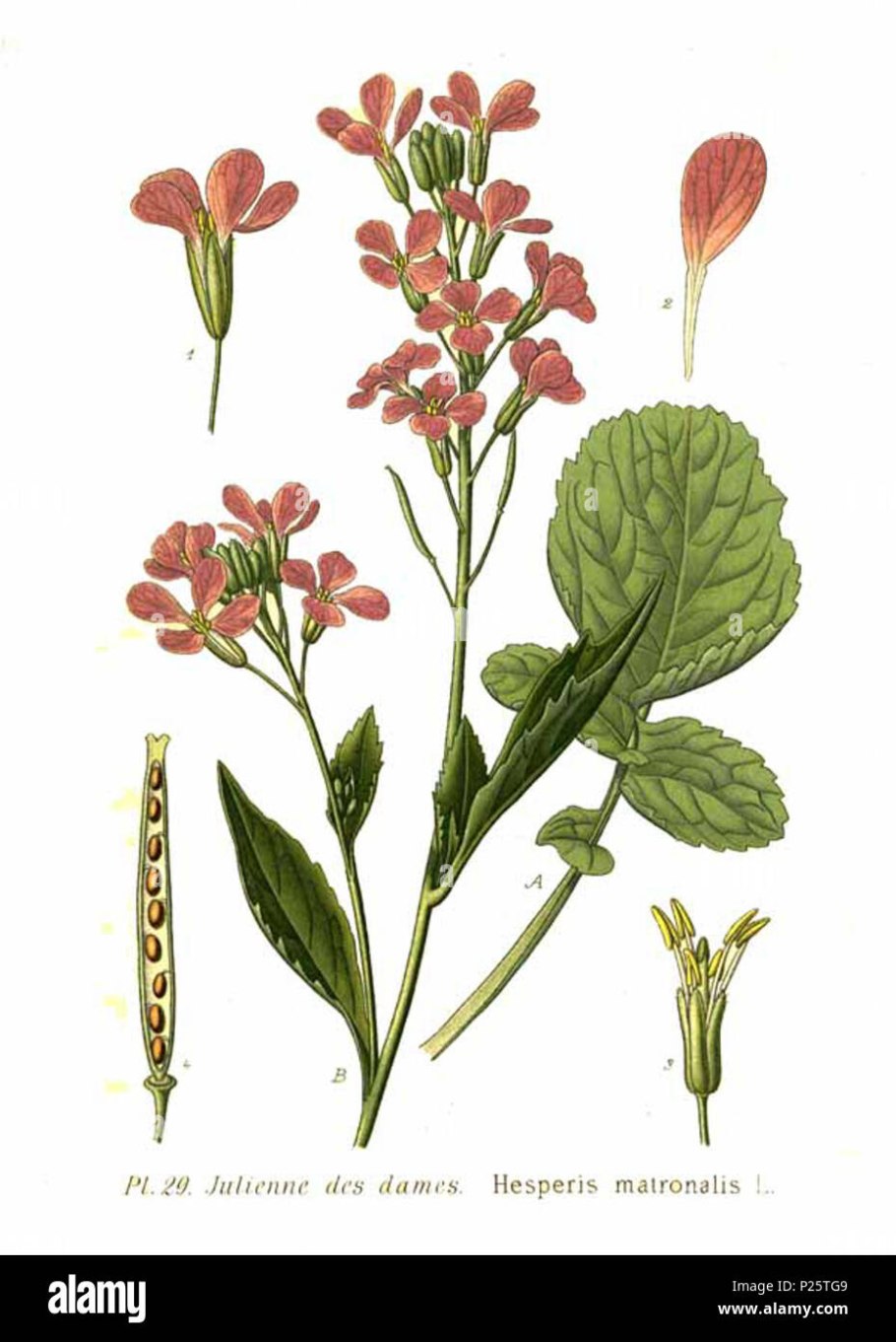 Летучая мышь ночница Брандта