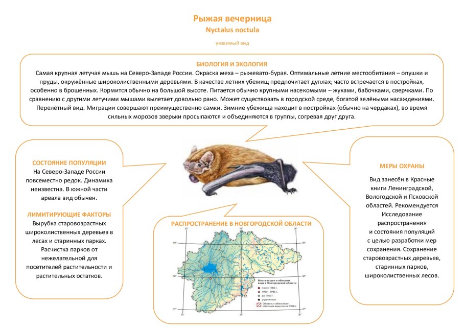 Ночница Иконникова