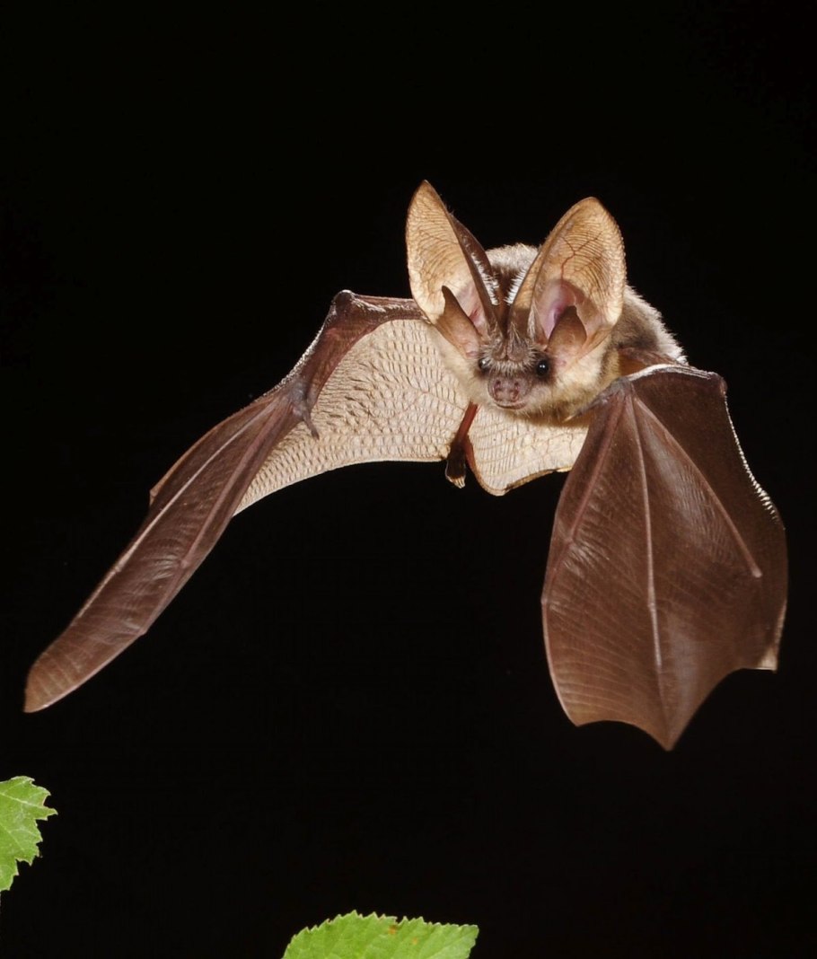 Усатая ночница Myotis mystacinus