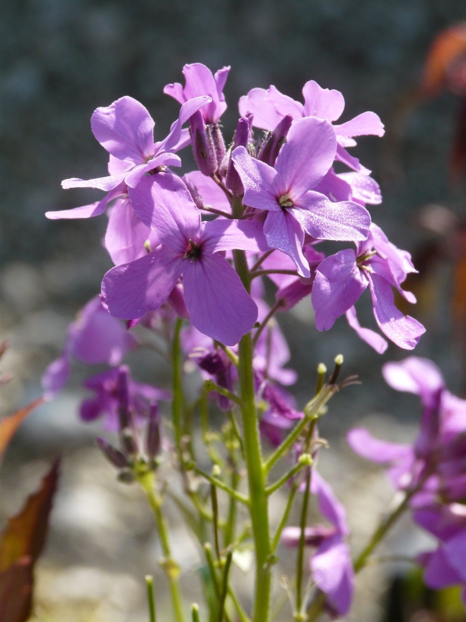 Большой бурый кожан