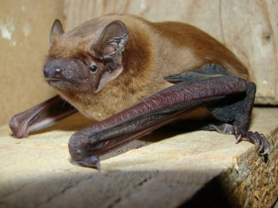 Ночница Брандта (Myotis brandtii (Eversmann, 1845))