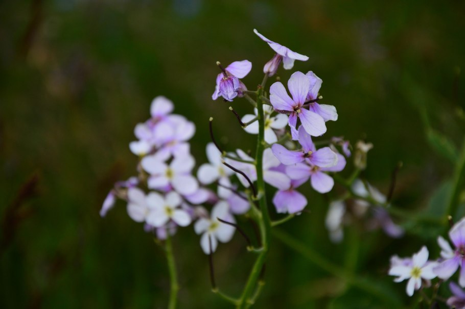 Вечерница матроны