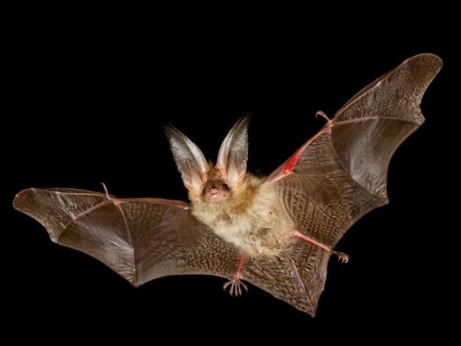 Ночница Брандта Myotis brandtii